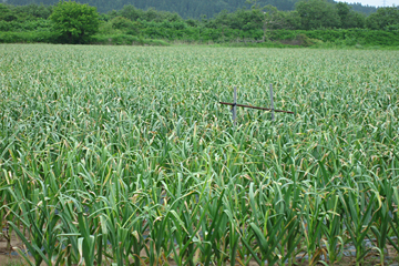 にんにく名産地 青森 にんにくが青森で有名な理由とは